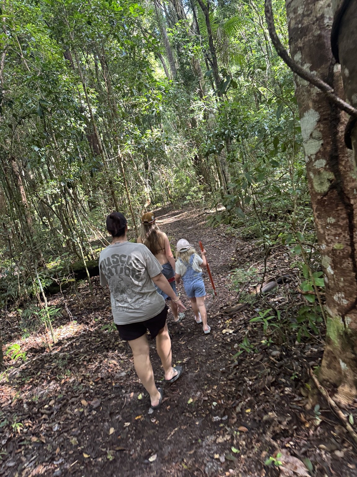 Walking the forest track from Central Station towards Basin Lake on K'gari.