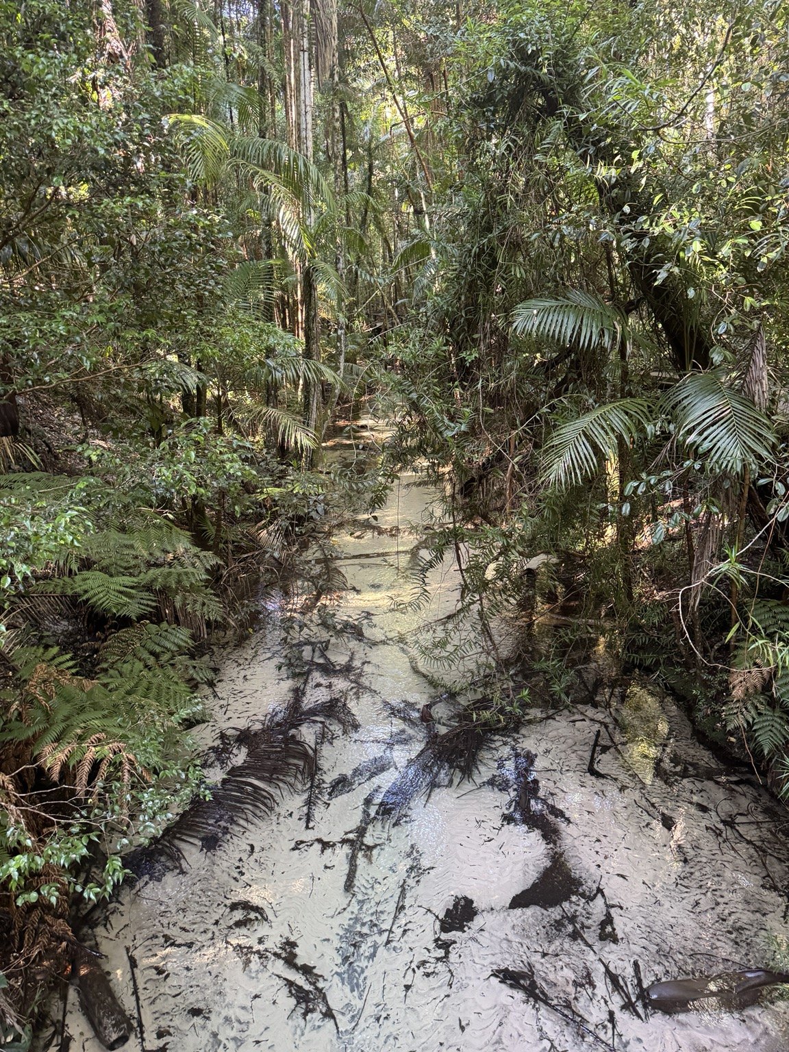 Rainforest watercourse near Central Station on K'gari.