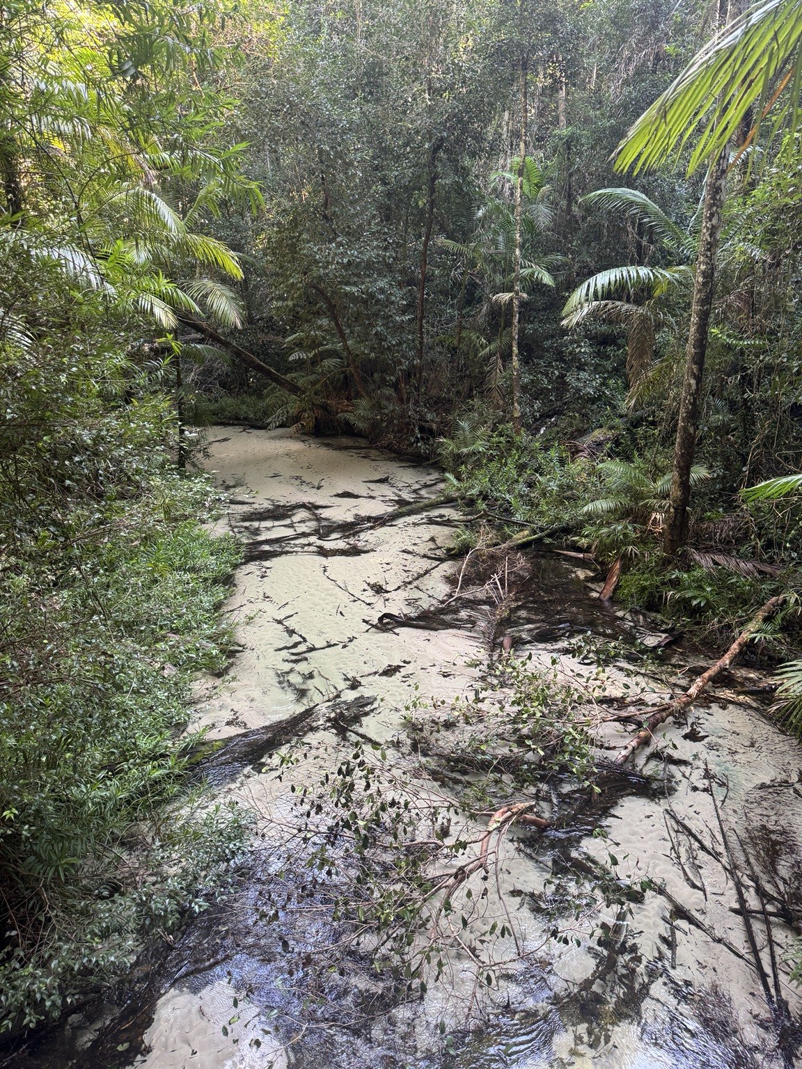 Sandy creek bed and rainforest near Central Station on K'gari.