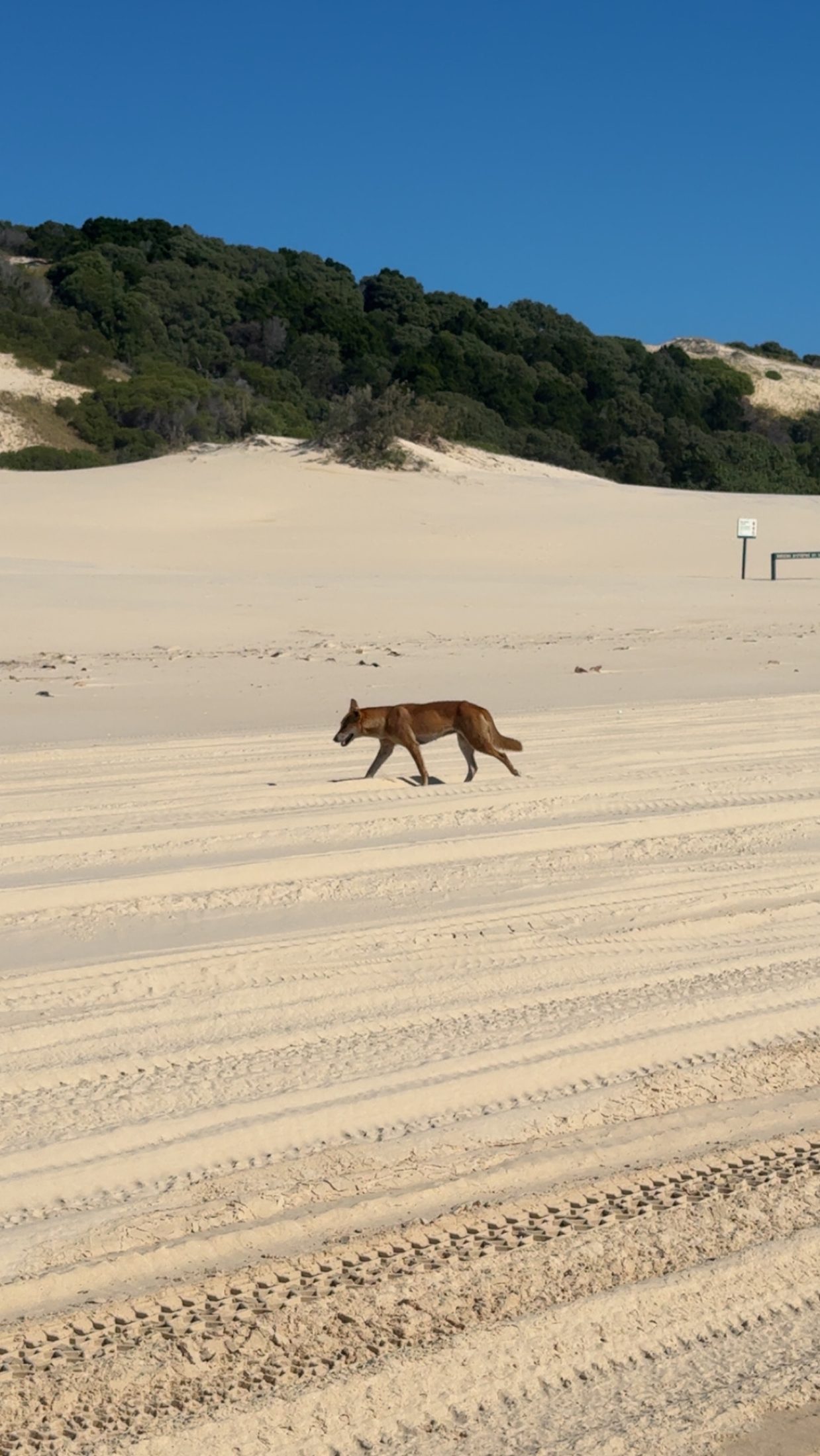 Dingo walking along the beach on K'gari.