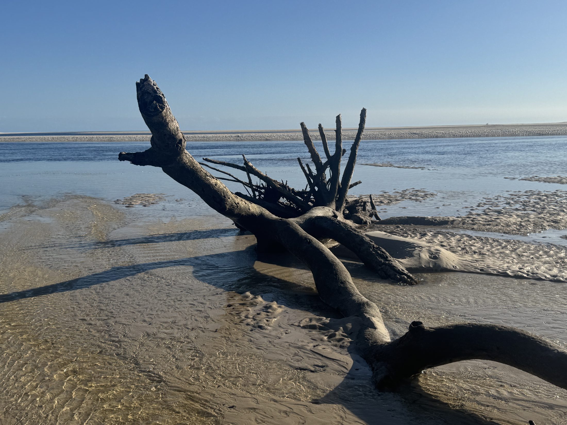 Close view of driftwood and wet sand on K'gari.