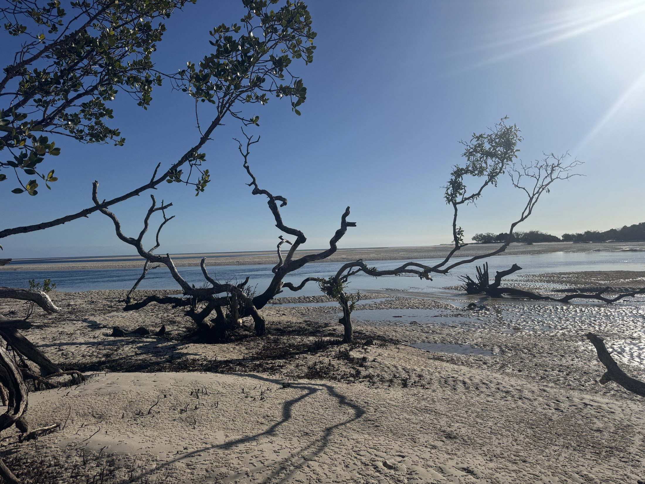 Driftwood on a tidal flat on northern K'gari.