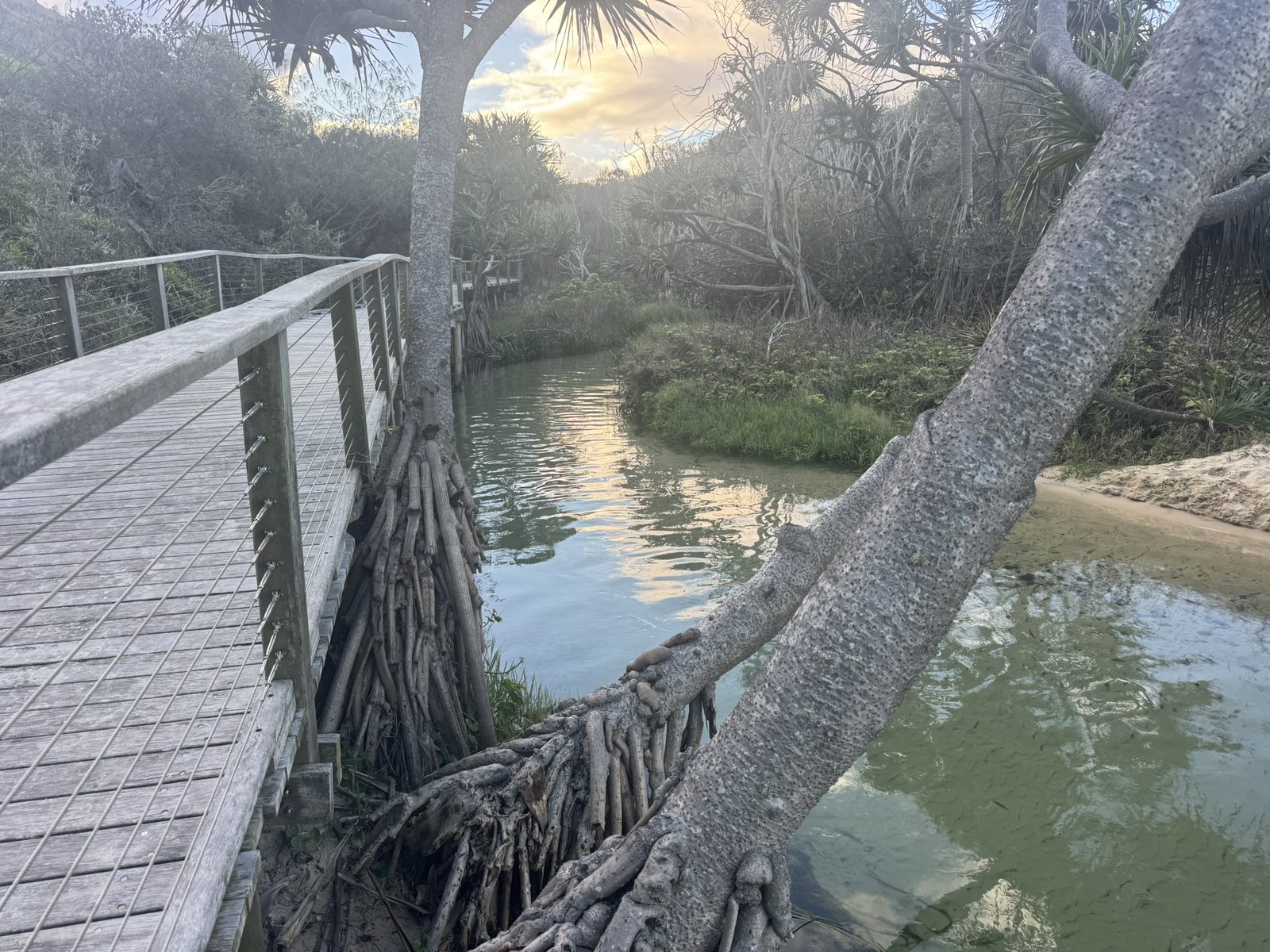 Eli Creek boardwalk and clear water on K'gari.