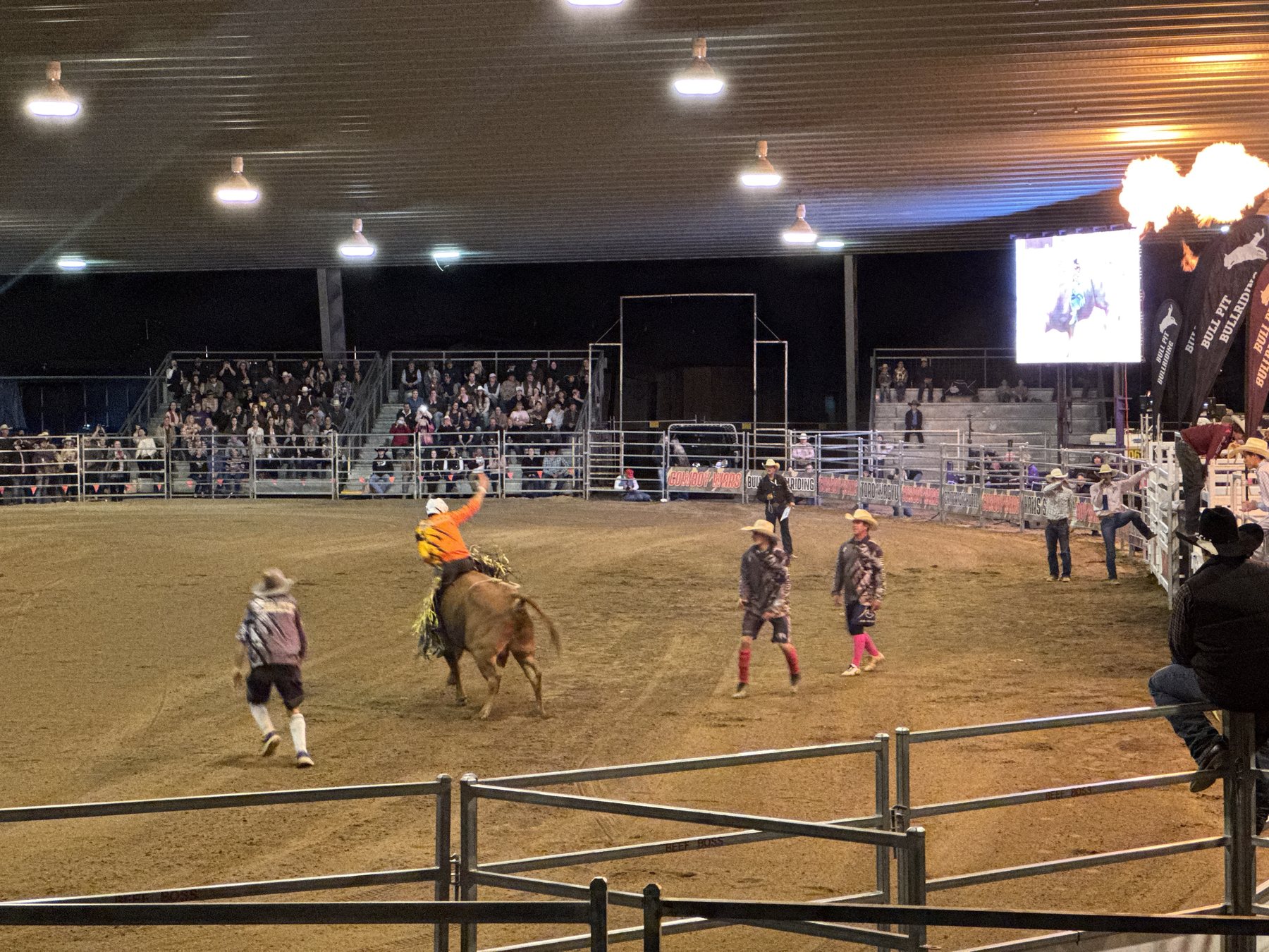 Rodeo action under lights at Dalby Showgrounds.