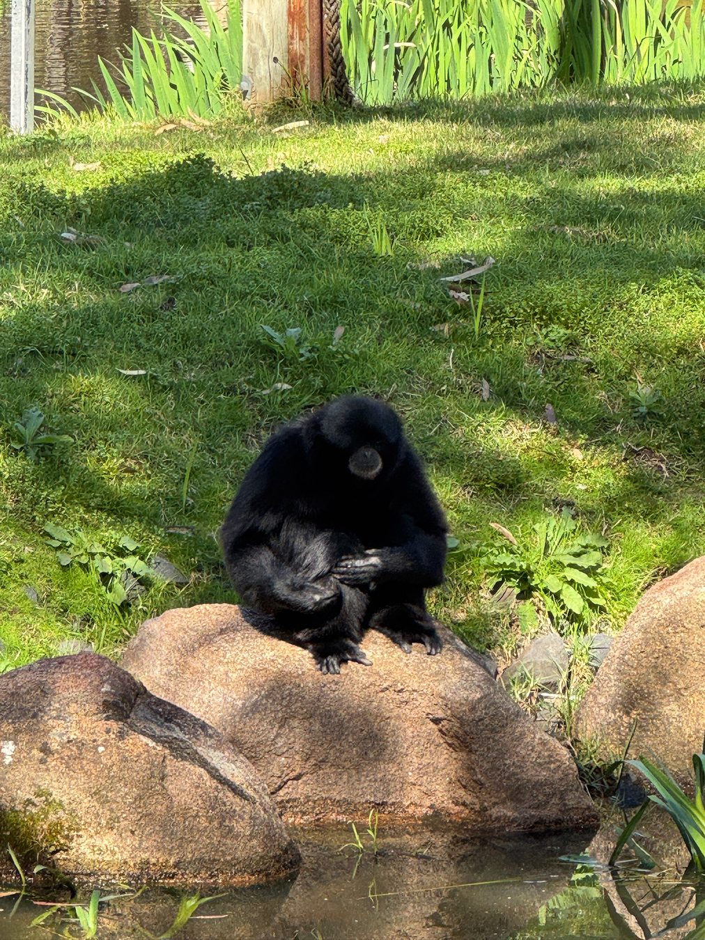 A gibbon at Dubbo Zoo.