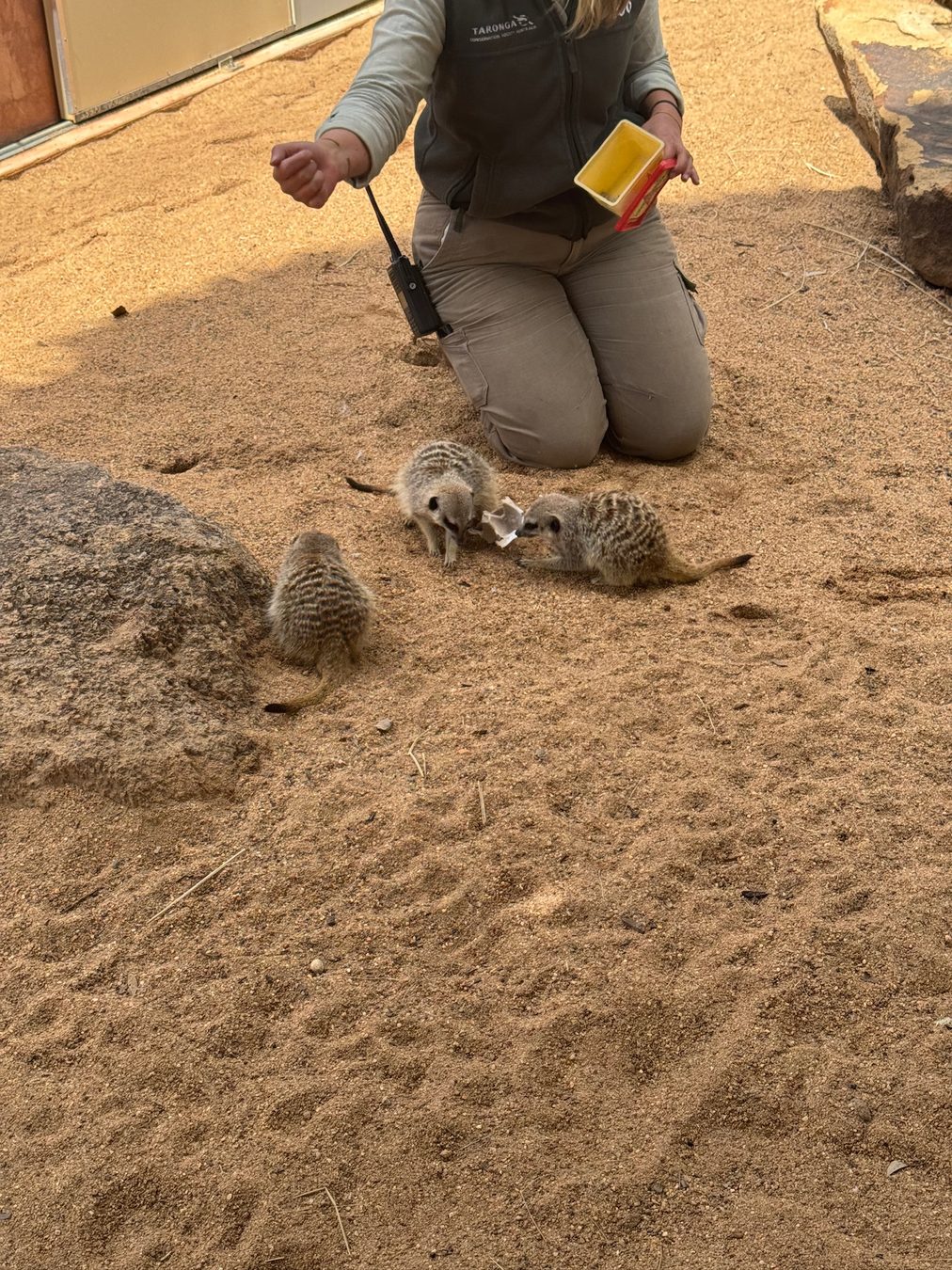 Meerkats at Dubbo Zoo.