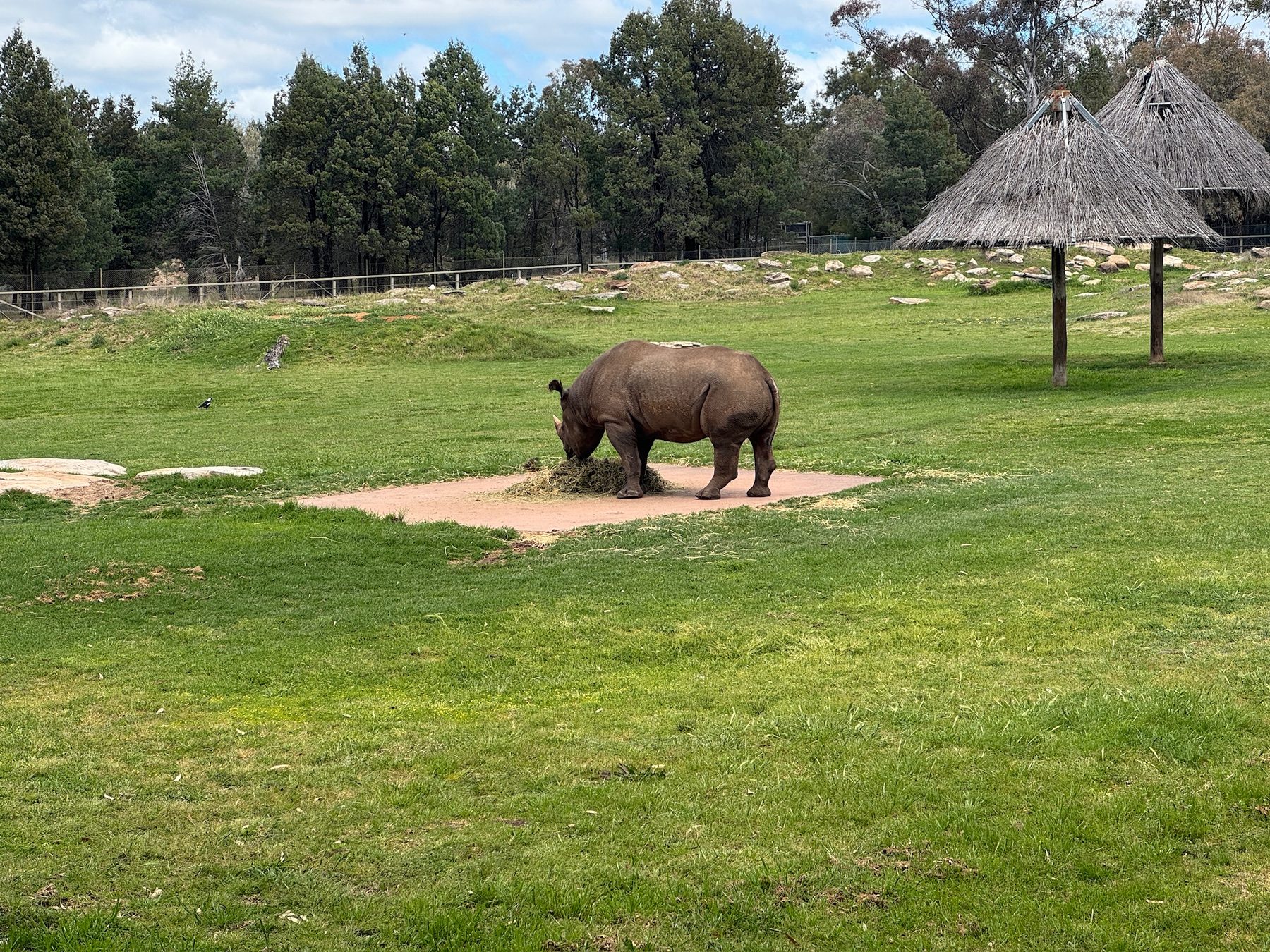 A rhinoceros at Dubbo Zoo.