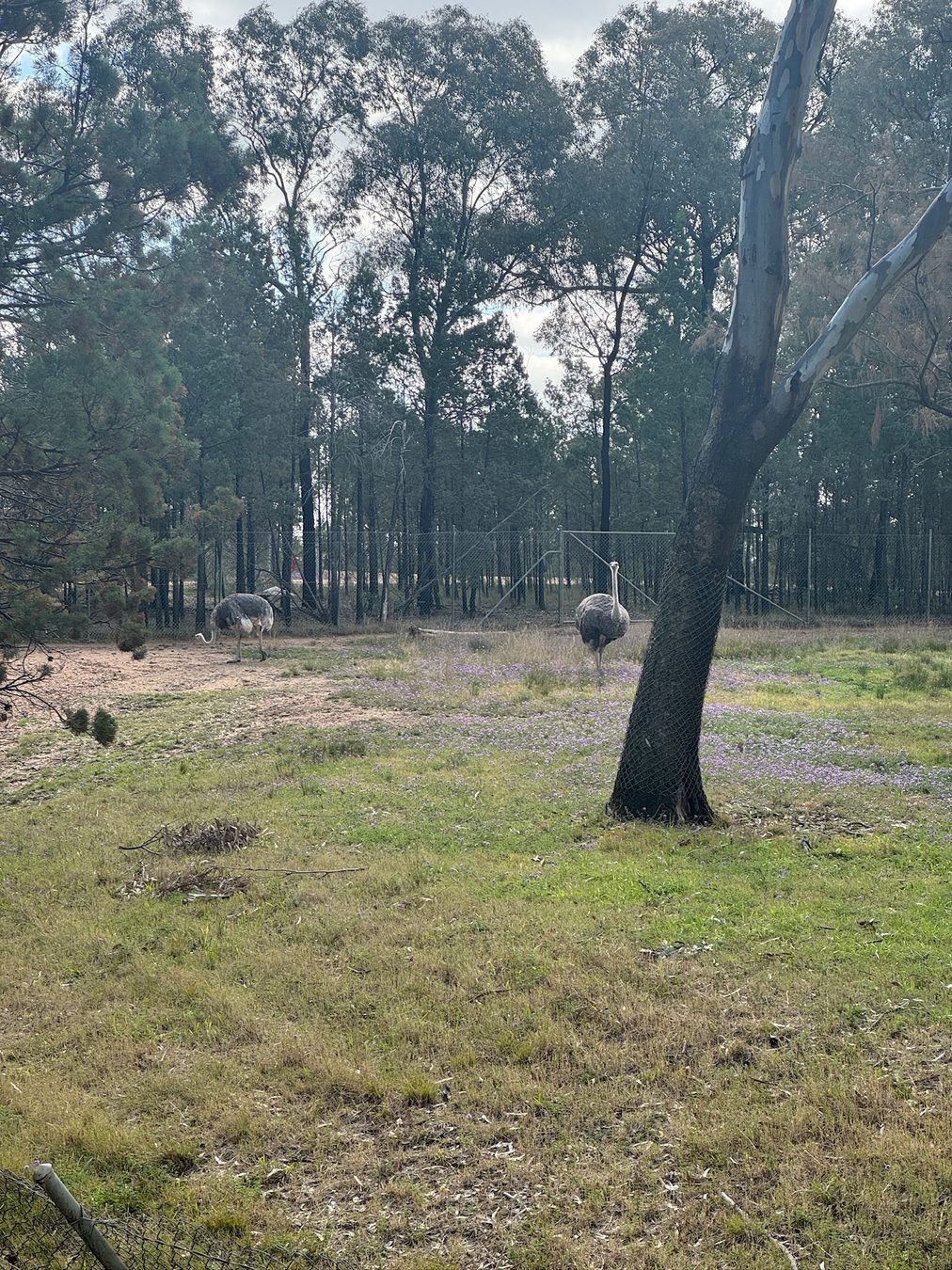 Emus at Dubbo Zoo.