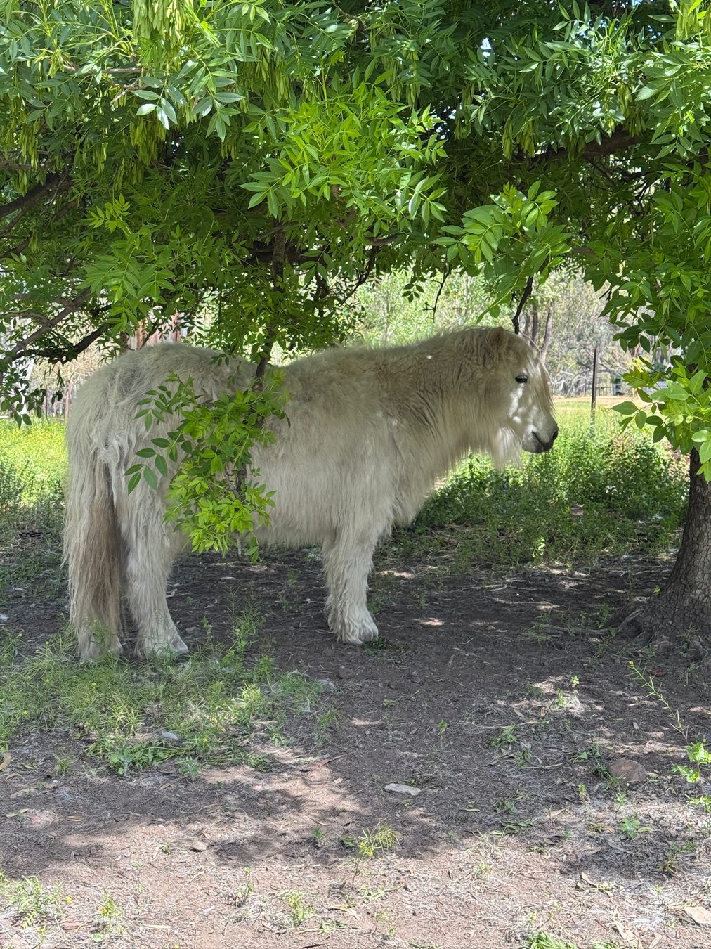 A light-coloured horse standing beneath a shady tree.