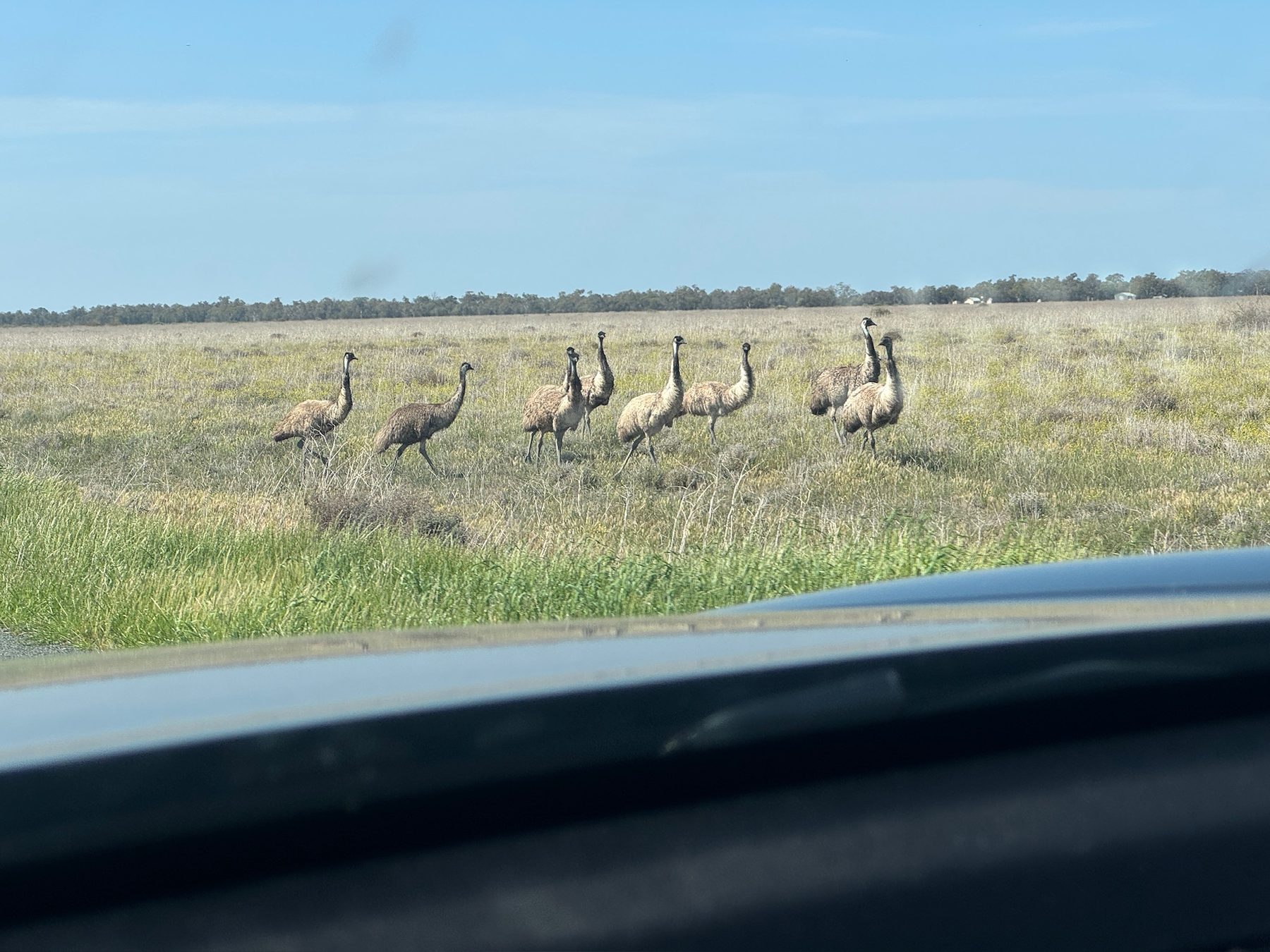 A group of emus in open country beside the road.
