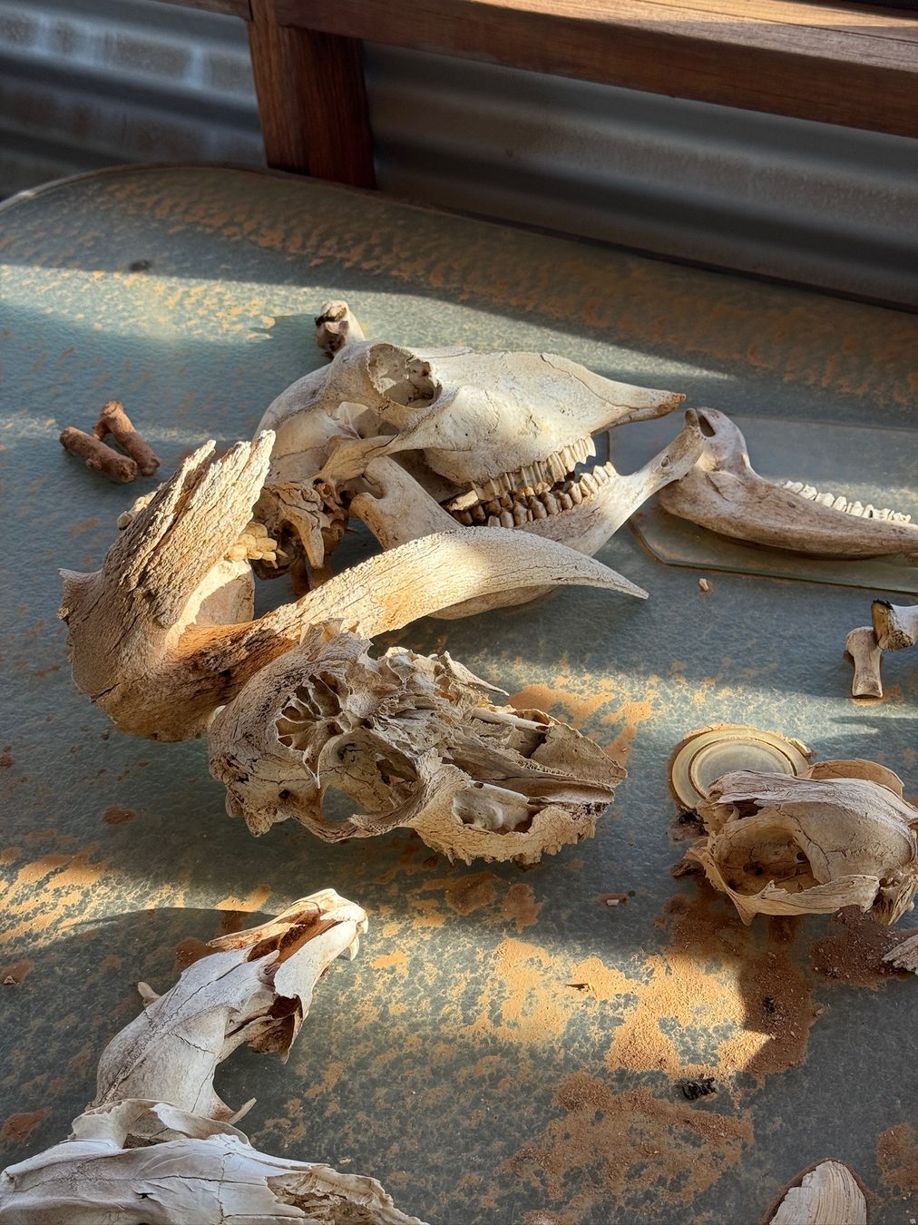Animal skulls and bones laid out on a table.