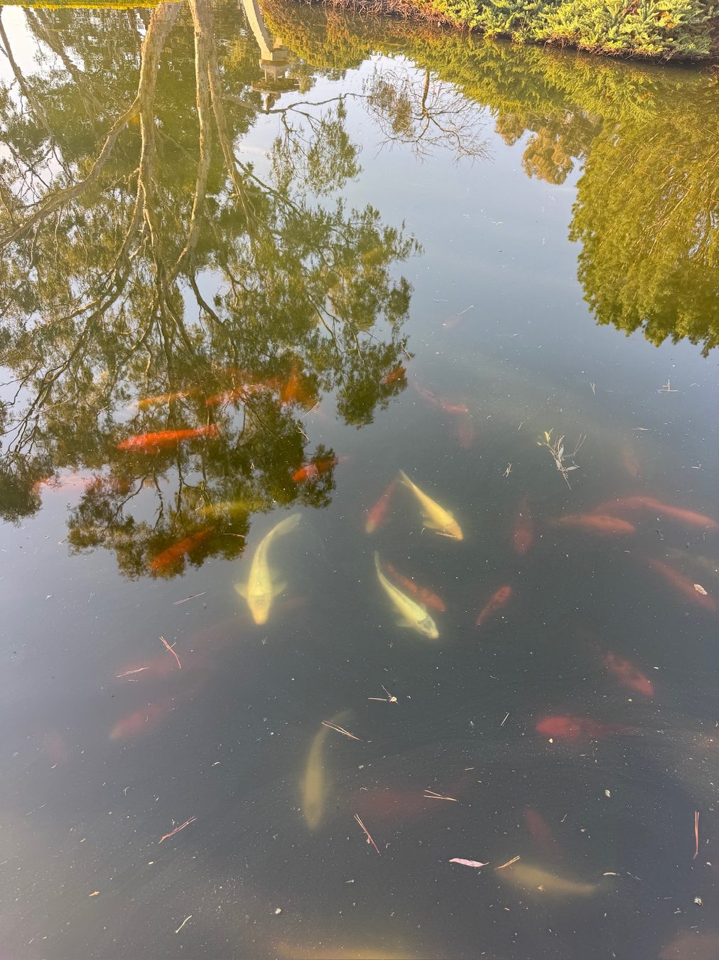Koi swimming in a shaded garden pond.