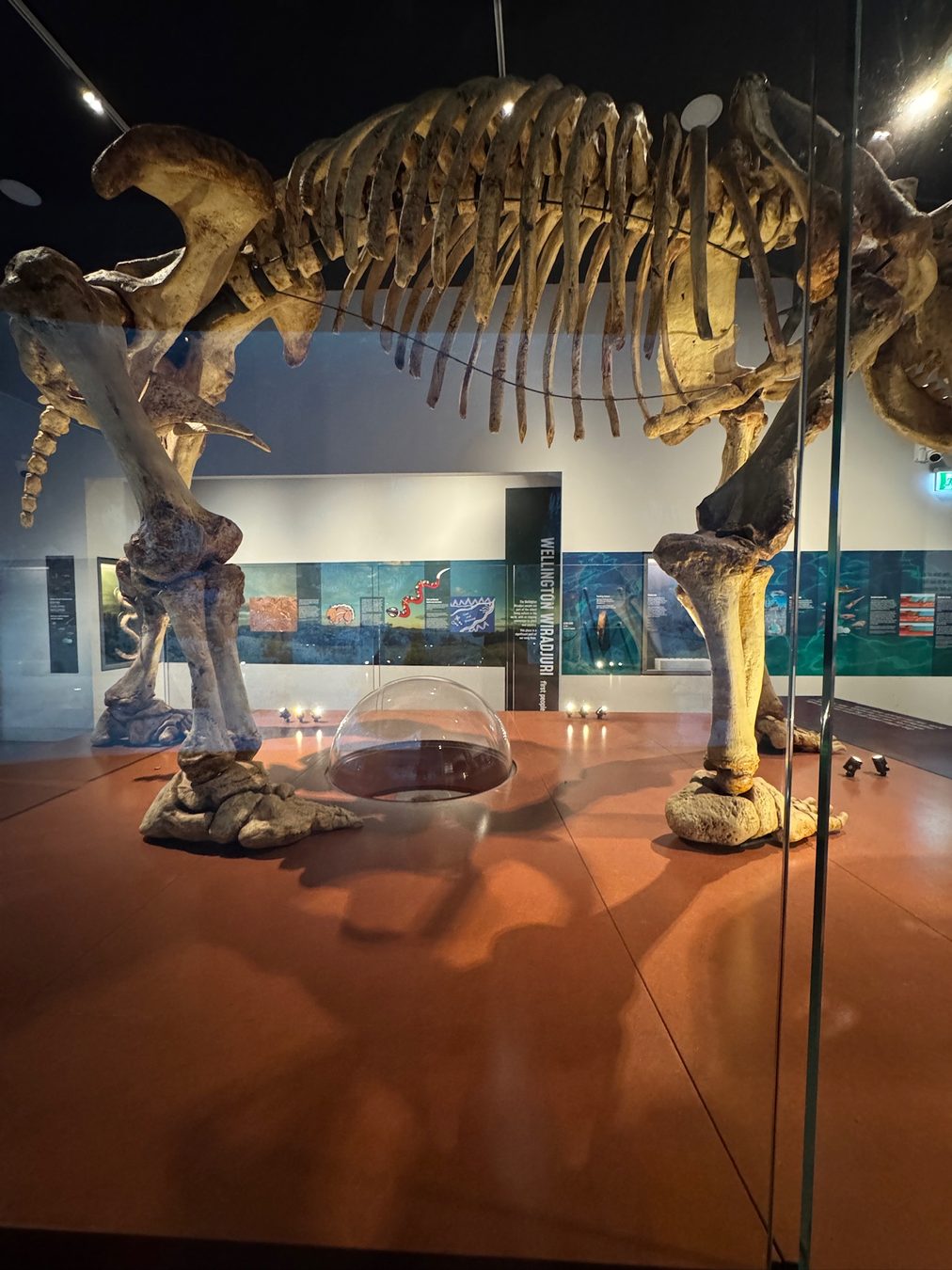 A prehistoric skeleton display inside the Wellington Caves visitor centre.