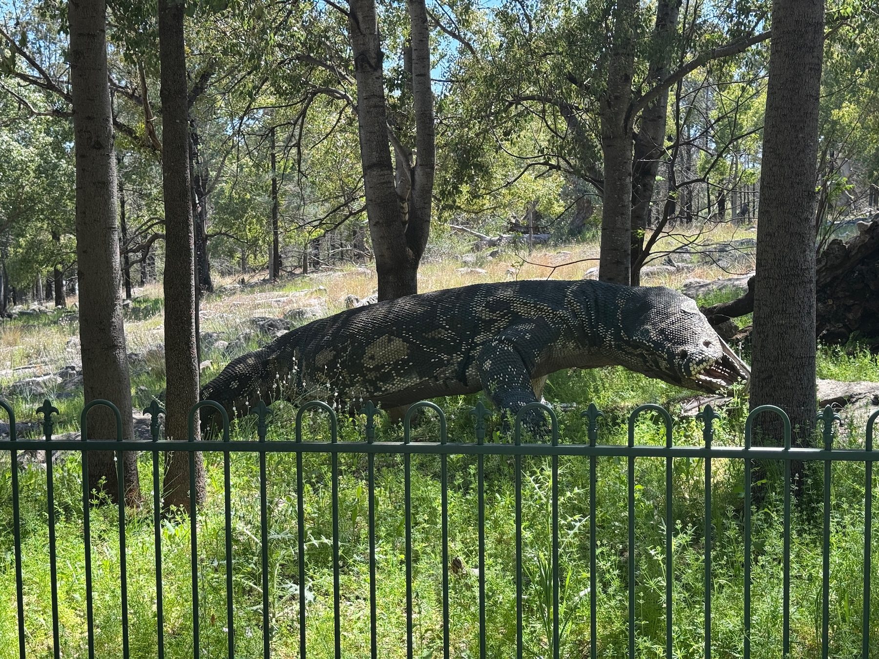 A large goanna among trees outside the cave area.