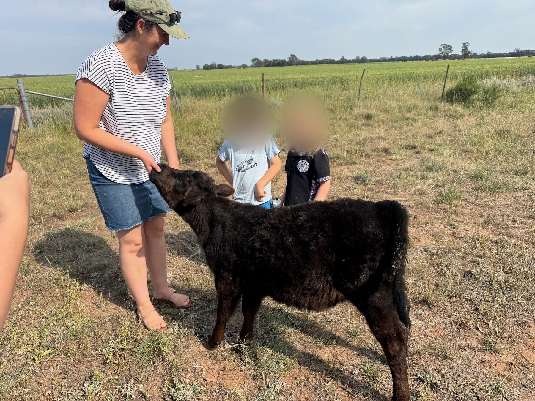 A calf in the paddock at Wattle Grove Farm.