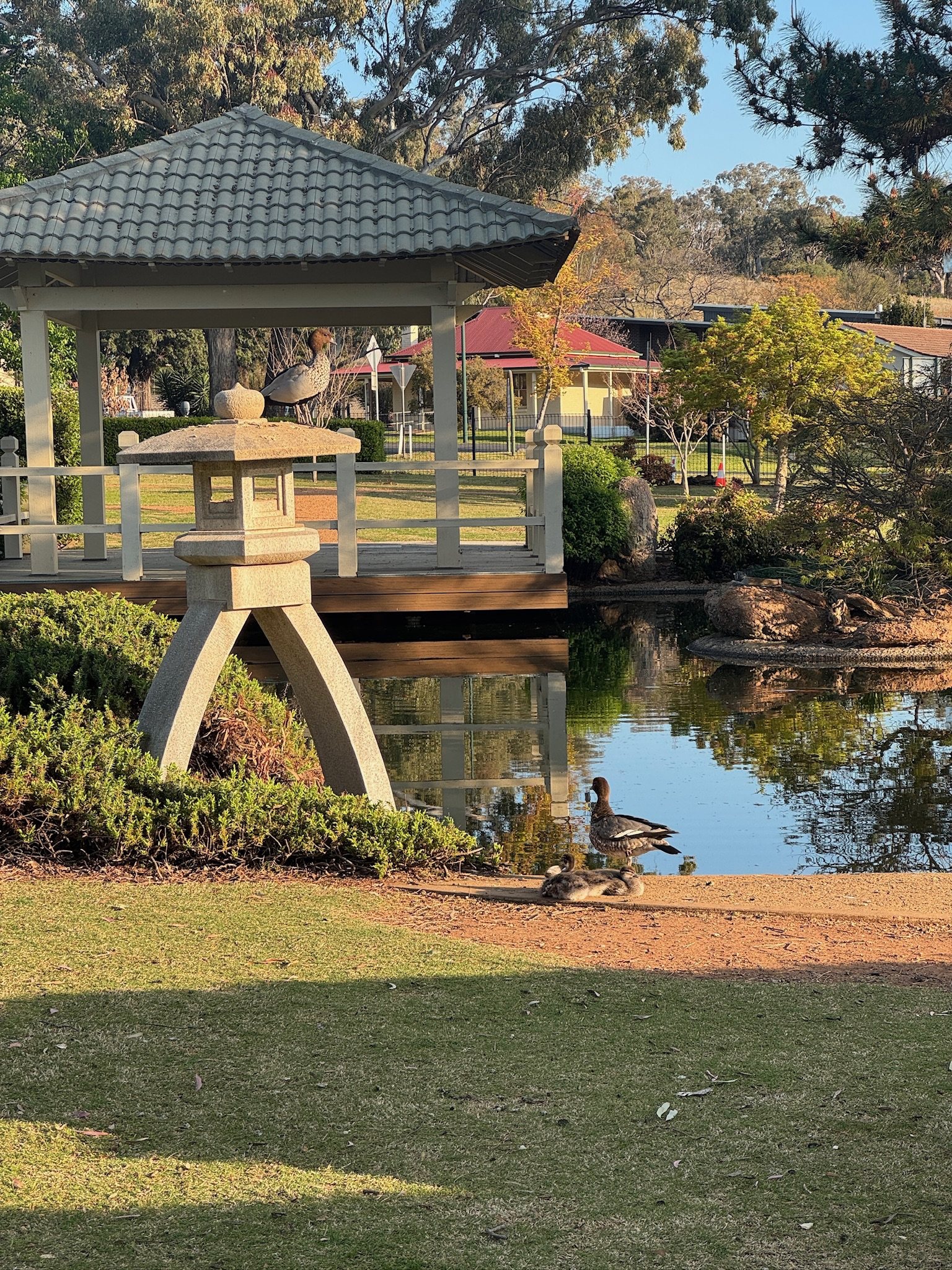 Japanese garden and pond in Wellington