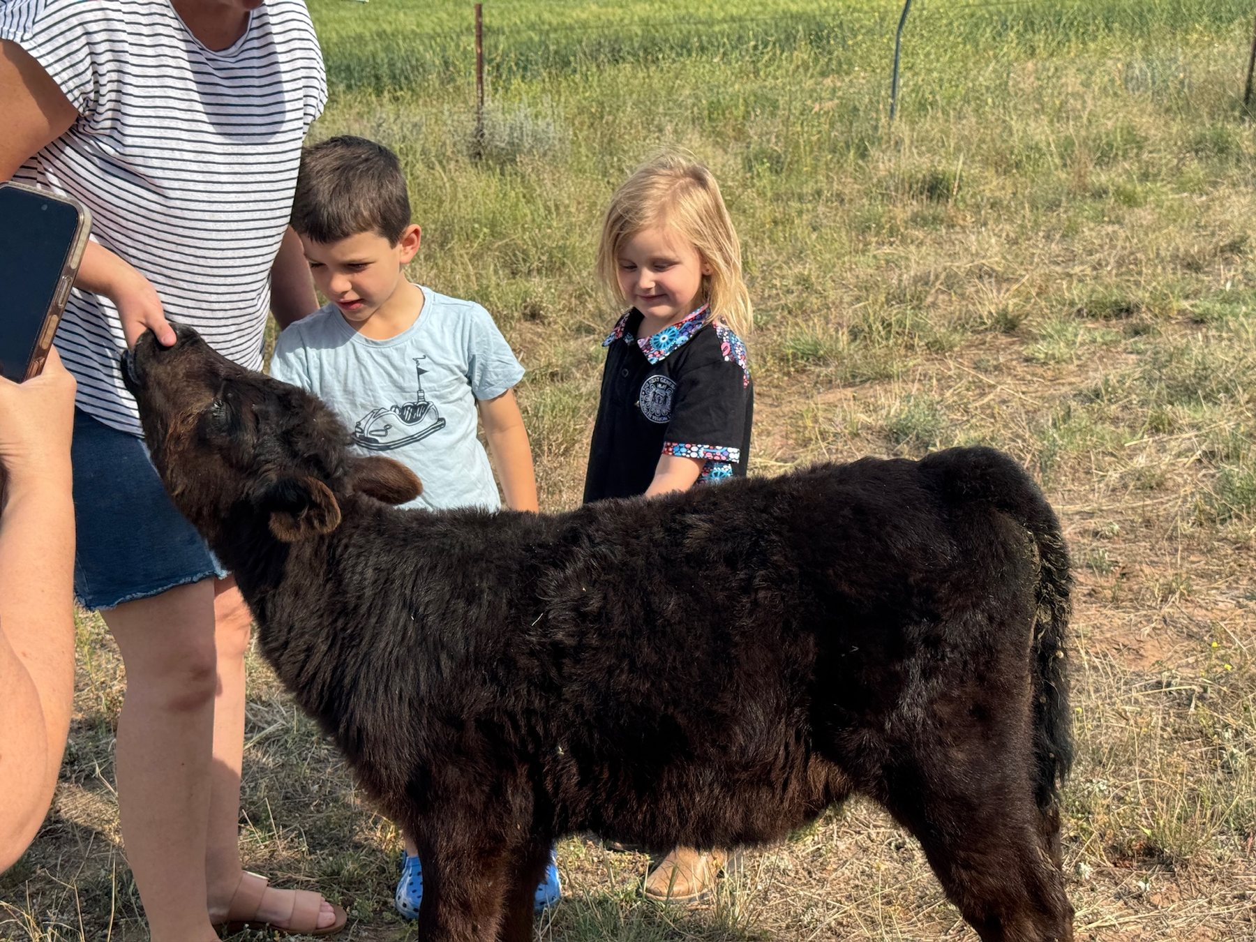Family meeting a calf during the final morning of the road trip